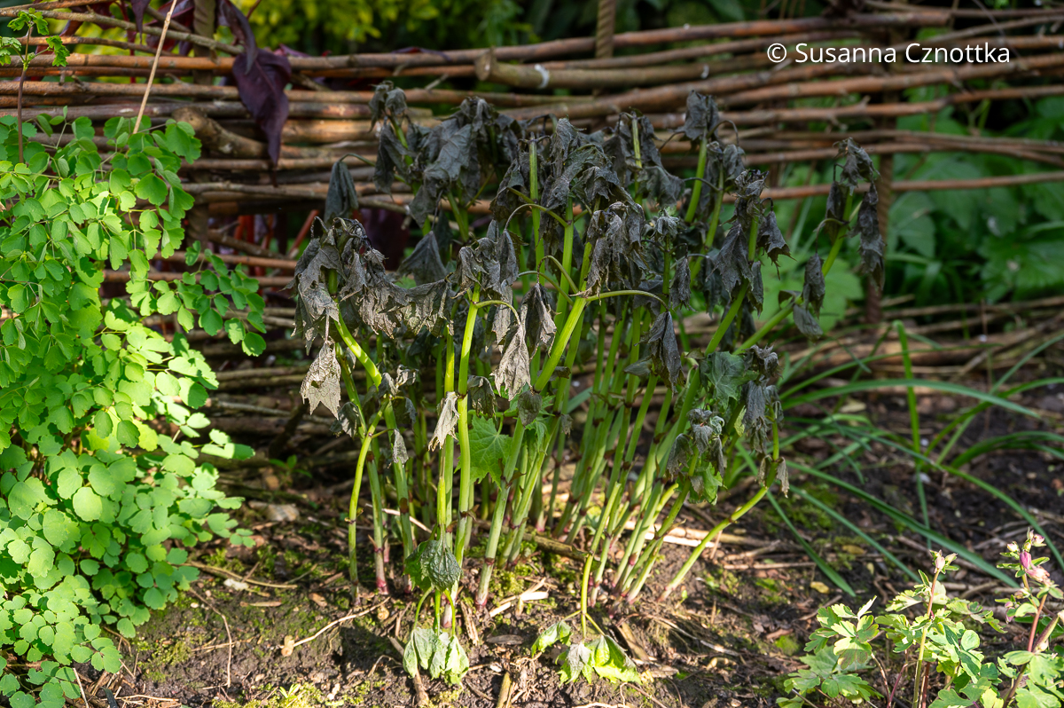 Die jungen Blätter der Japanischen Wachsglocke (Kirengeshoma palmata) haben unter Spätfrost gelitten