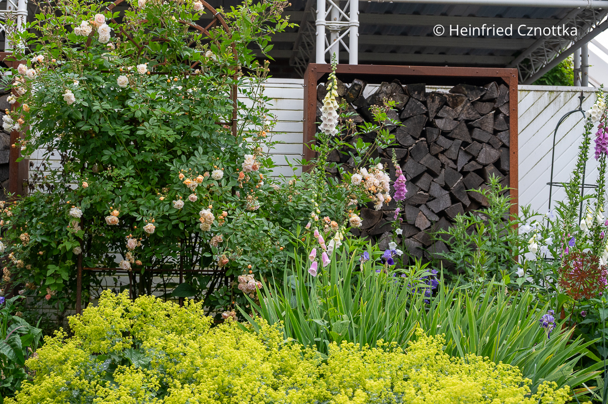 Klassiker für die Einfassung von Beeten: Weicher Frauenmantel (Alchemilla mollis) Klassiker für die Einfassung von Beeten: Weicher Frauenmantel (Alchemilla mollis)