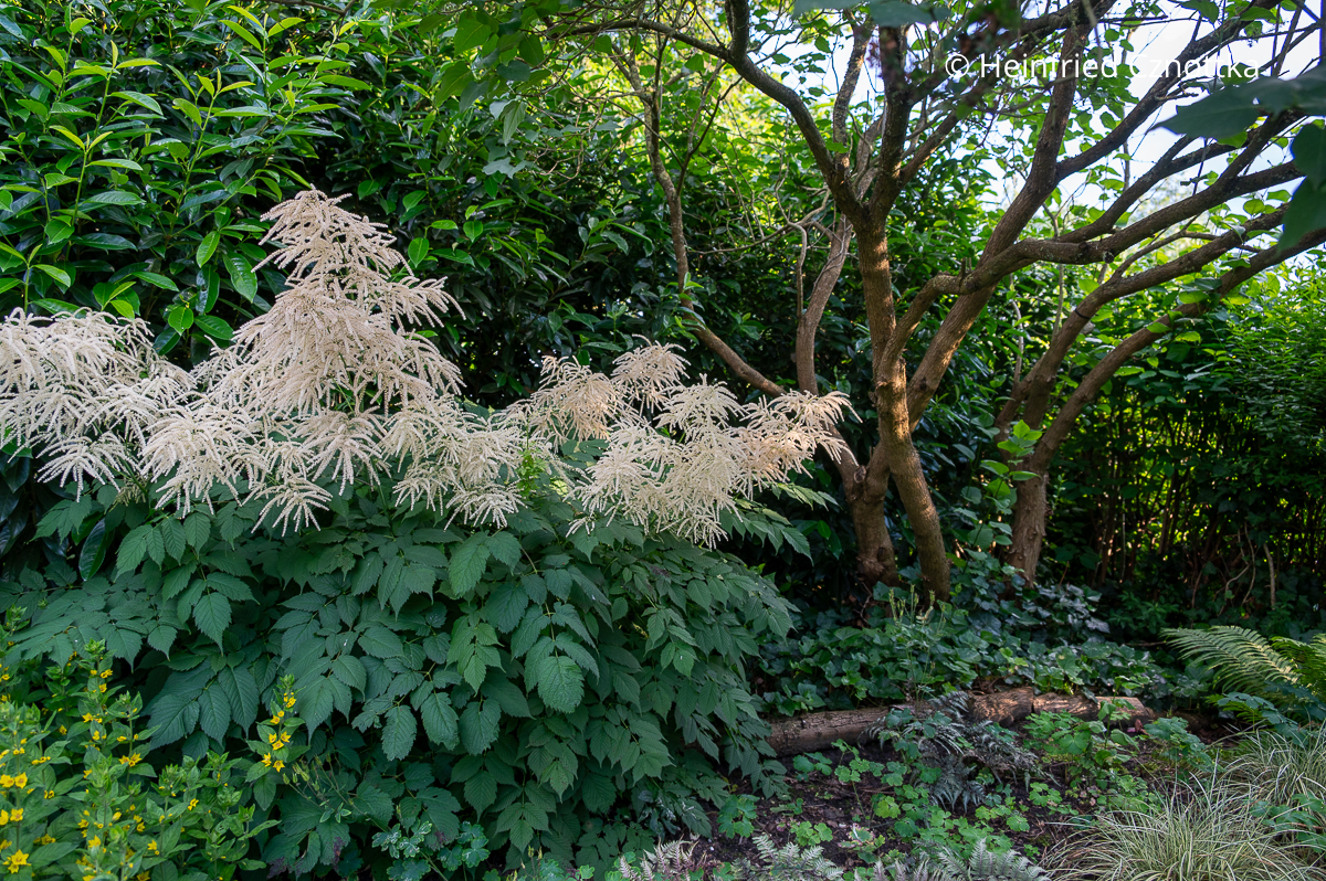 Heimische Schattenstaude: der Wald-Geißbart (Aruncus dioicus) Heimische Schattenstaude: der Wald-Geißbart (Aruncus dioicus)