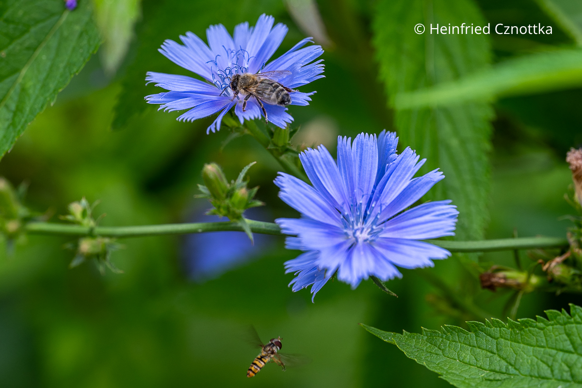 Insekten auf der heimischen Wegwarte (Cichorium intybus) Insekten auf der heimischen Wegwarte (Cichorium intybus)