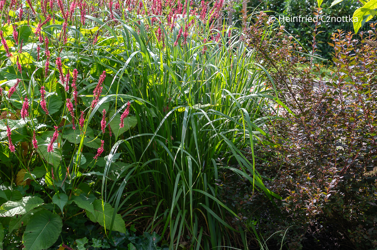 Das Diamantgras  (Calamagrostis brachytricha) vor der Blüte neben rotem Kerzen-Knöterich