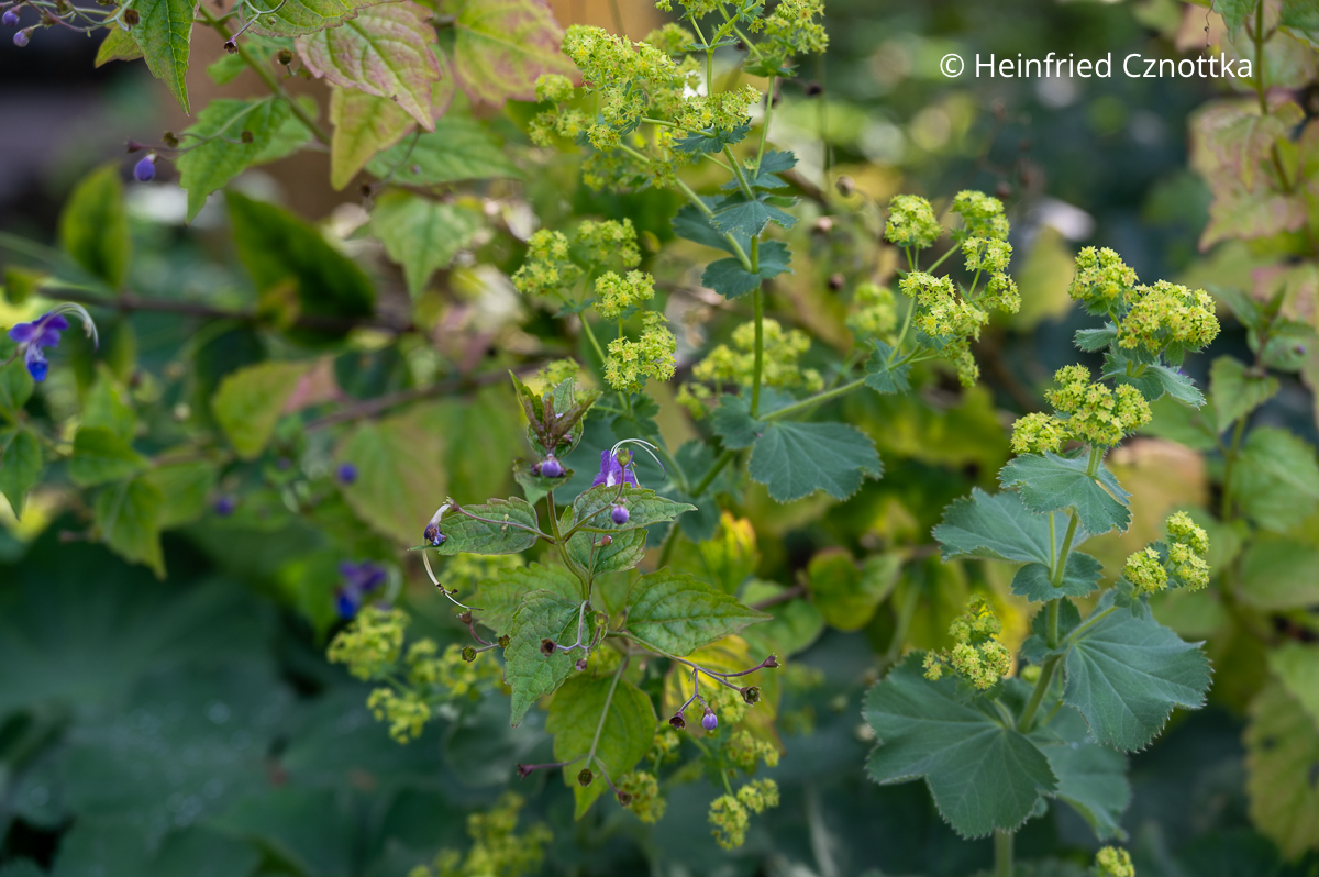 Stauden-Bartblume (Tripora divaricata syn. Caryopteris divaricata) und WEicher Frauenmantel (Alchemilla mollis) Stauden-Bartblume (Tripora divaricata syn. Caryopteris divaricata) und WEicher Frauenmantel (Alchemilla mollis)