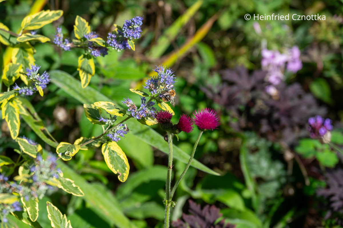 Bartblume (Caryopteris x clandonensis) 'Summer Sorbet' mit Purpur-Kratzdistel (Cirsium rivulare) 'Atropurpureum und Storchschnabel (Geranium) 'Dark Reiter' Bartblume (Caryopteris x clandonensis) 'Summer Sorbet' mit Purpur-Kratzdistel (Cirsium rivulare) 'Atropurpureum und Storchschnabel (Geranium) 'Dark Reiter'