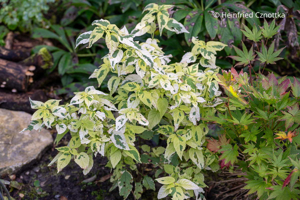 Panaschierte Stauden-Bartblume (Tripora divaricata) 'Snow Queen' Panaschierte Stauden-Bartblume (Tripora divaricata) 'Snow Queen'