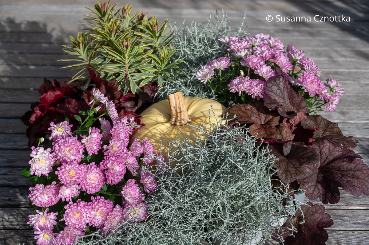 Herbstzauber: Chrysanthemen, Stacheldrahtpflanze, Garten-Wolfsmilch und Purpurglöckchen mit einem Kürbis dekoriert Herbstzauber: ein heller Kürbis in mitten von Chrysanthemen, Stacheldrahtpflanze, Garten-Wolfsmilch und roten Purpurglöckchen