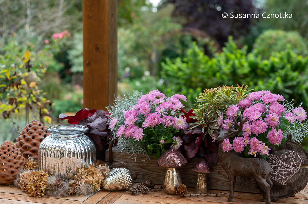 Herbstlicher Schmuck für die Terrasse: Stauden in einer Ziegelform und Deko-Elemente Herbstlicher Schmuck für die Terrasse: Chrysanthemen in Beerenfarben, Stacheldrahtpflanze, buntlaubige Wolfsmilch in einer Ziegelform und Deko-Elemente
