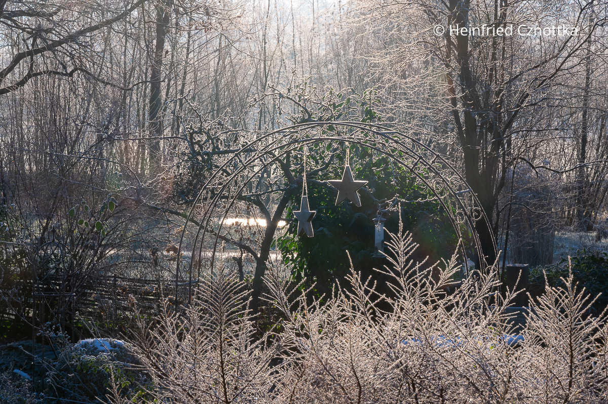 Rückblick auf das Gartenjahr: zwei Holzsterne am Rosenbogen in frostigem, sonnigem Wetter Rückblick auf das Gartenjahr: zwei Holzsterne am Rosenbogen in frostigem, sonnigem Wetter