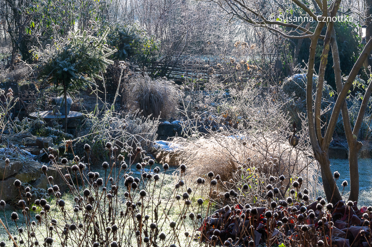 Samenstände des Gelben Sonnenhutes (Rudbeckia fulgida) mit Reif, dahinter Gräser und Rosen Samenstände des Gelben Sonnenhutes (Rudbeckia fulgida) mit Reif, dahinter Gräser und Rosen