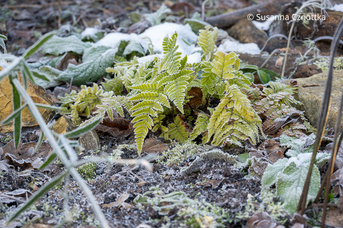 Hellgrüner Rotschleierfarn (Dryopteris erythrosora) mit Reif Hellgrüner Rotschleierfarn (Dryopteris erythrosora) mit Reif