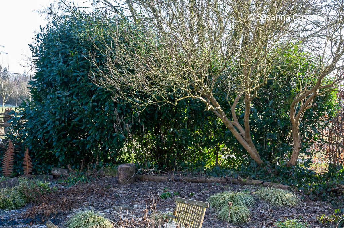 Große Lorbeerkirschen an der Gartengrenze Große Lorbeerkirschen an der Gartengrenze, davor ein großer Flieder