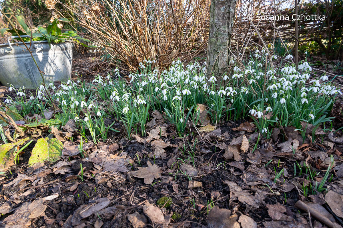 Blüten im Winter: Schneeglöckchen (Galanthus nivalis) Blüten im Winter: Schneeglöckchen (Galanthus nivalis)