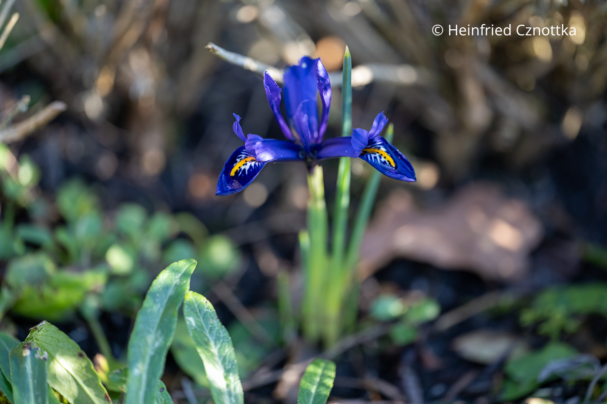 Dunkelblaue Netzblatt-Iris (Iris reticulata) Dunkelblaue Netzblatt-Iris (Iris reticulata)