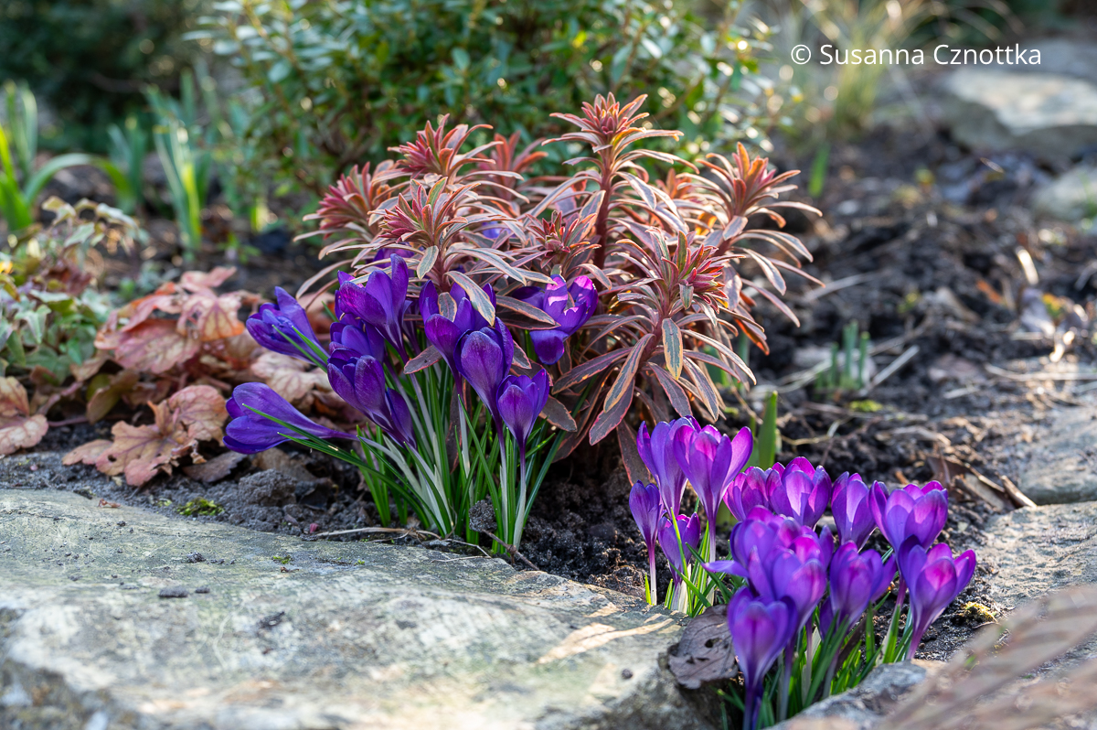 Farbe im Wintergarten: Garten-Wolfsmilch 'Ascot Rainbow' und violette Krokusse Farbe im Wintergarten: Garten-Wolfsmilch 'Ascot Rainbow' und violette Krokusse