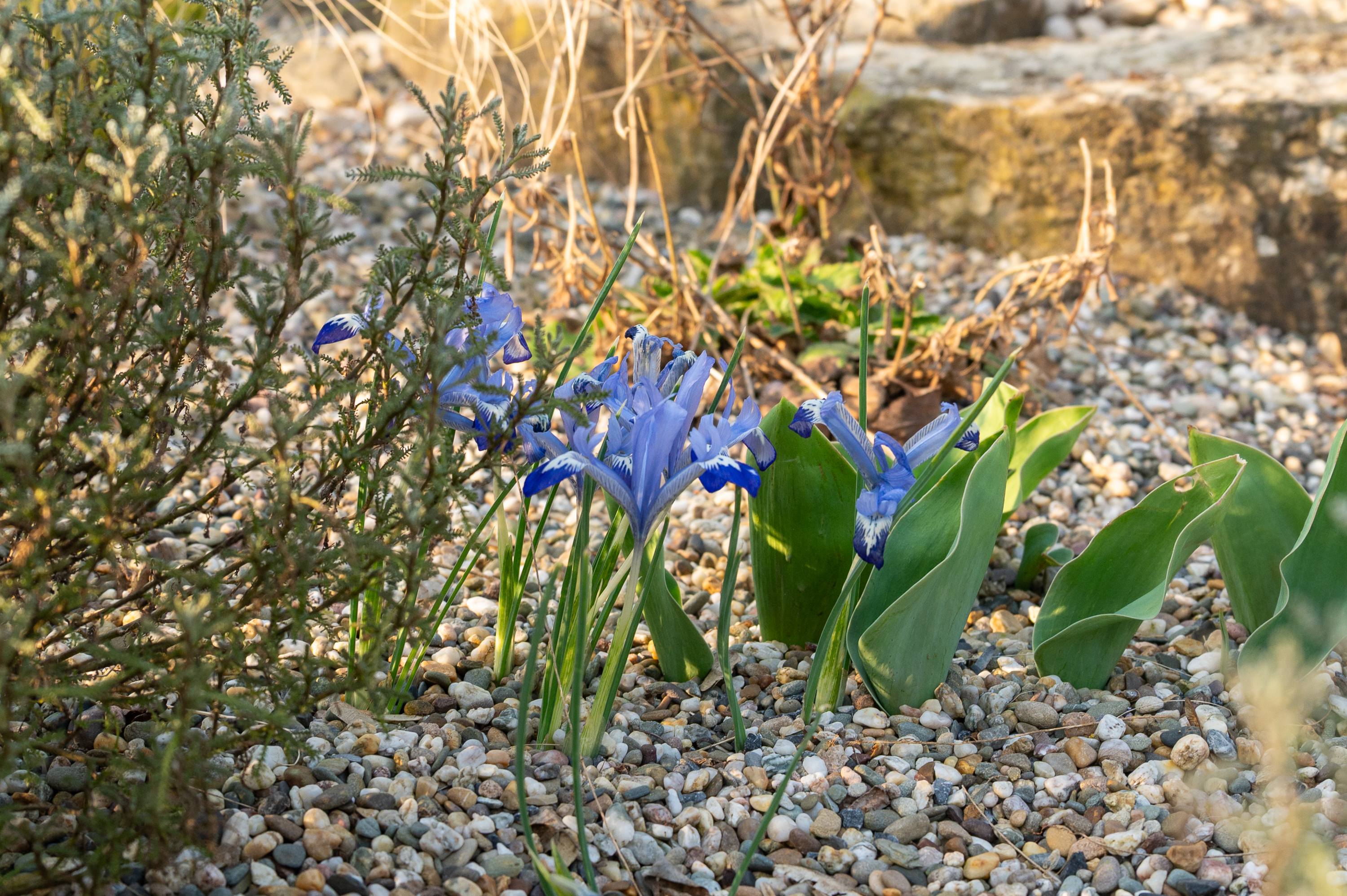 Netzblatt-Iris (Iris reticulata-Hybride) 'Light Blue'