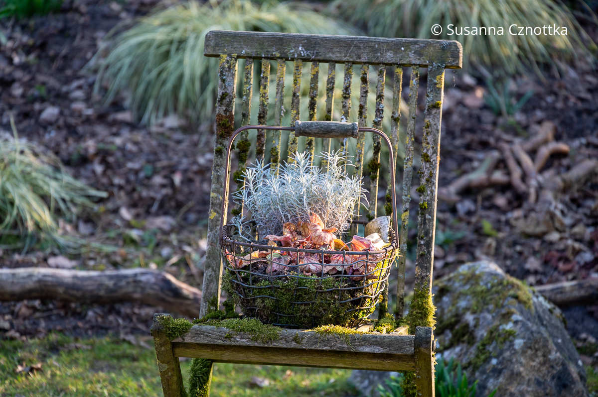 Currykraut (Helichrysum italicum) und Purpurglöckchen (Heuchera) 'Champagne' in einem Korb auf einem alten Stuhl im Garten Currykraut (Helichrysum italicum) und Purpurglöckchen (Heuchera) 'Champagne' in einem Korb auf einem alten Stuhl im Garten