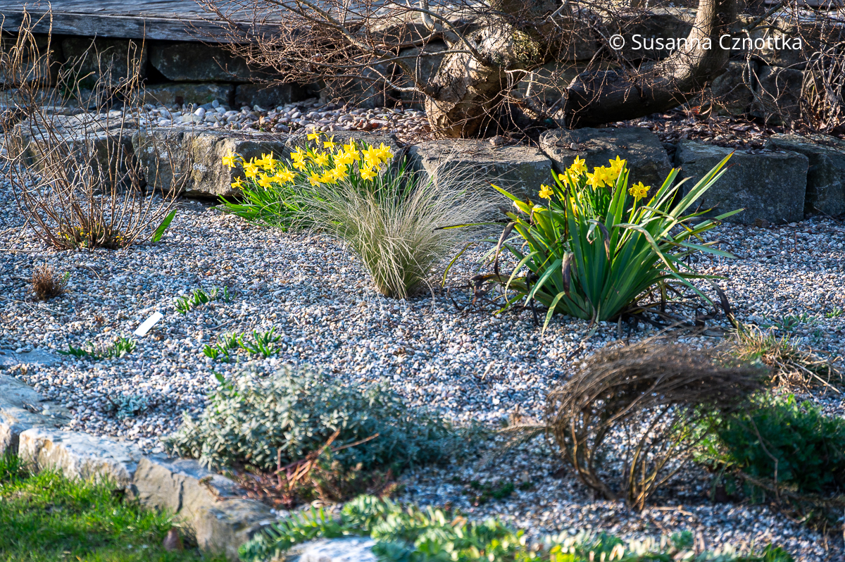 Erste Frühlingsboten: Narzissen 'Tête à Tête' im Kiesbeet Erste Frühlingsboten: Narzissen 'Tête à Tête' im Kiesbeet