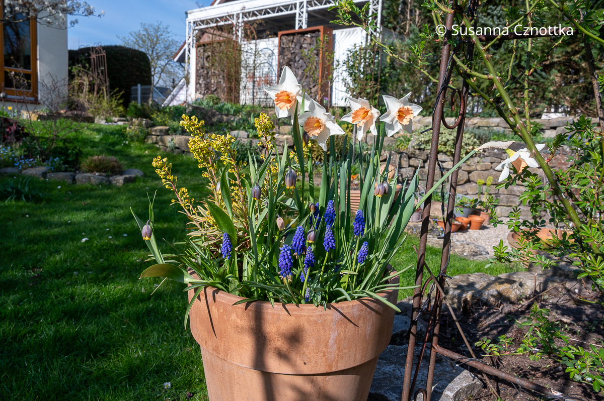 Kübel mit Frühlingsbepflanzung: Wolfsmilch 'Ascot Rainbow', blaue Trauben-Hyazinthen (Muscari), weiße Narzissen mit oranger Trompete und dunkelrote Fuchstraube (Fritillaria uva-vulpis)