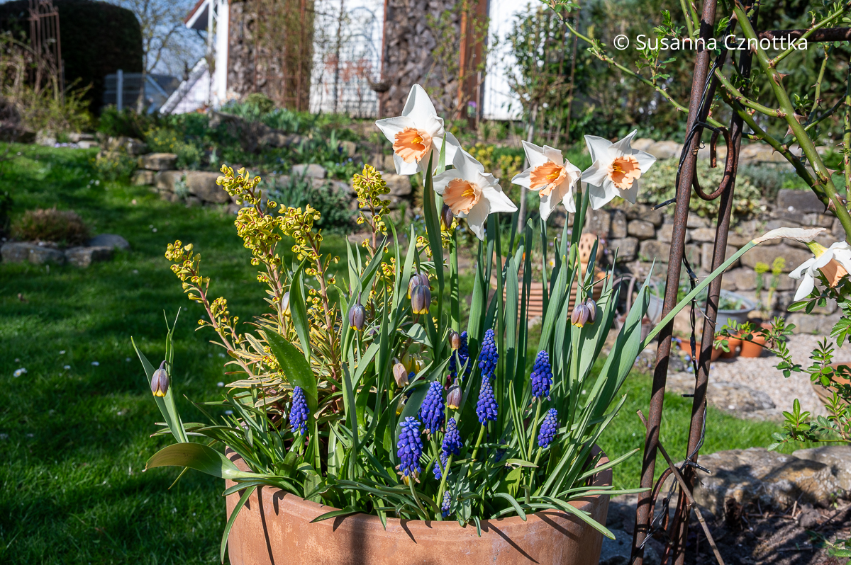 Ein bepflanzter Terracottatopf mit Wolfsmilch 'Ascot Rainbow', blauen Trauben-Hyazinthen, Narzisse 'Pink Charm' und der Fuchstraube (Fritillaria uva-vulpis) Ein bepflanzter Terracottatopf mit Wolfsmilch 'Ascot Rainbow', blauen Trauben-Hyazinthen, weiß-apricotfarbene Narzisse 'Pink Charm' und der rotbrauner Fuchstraube (Fritillaria uva-vulpis)