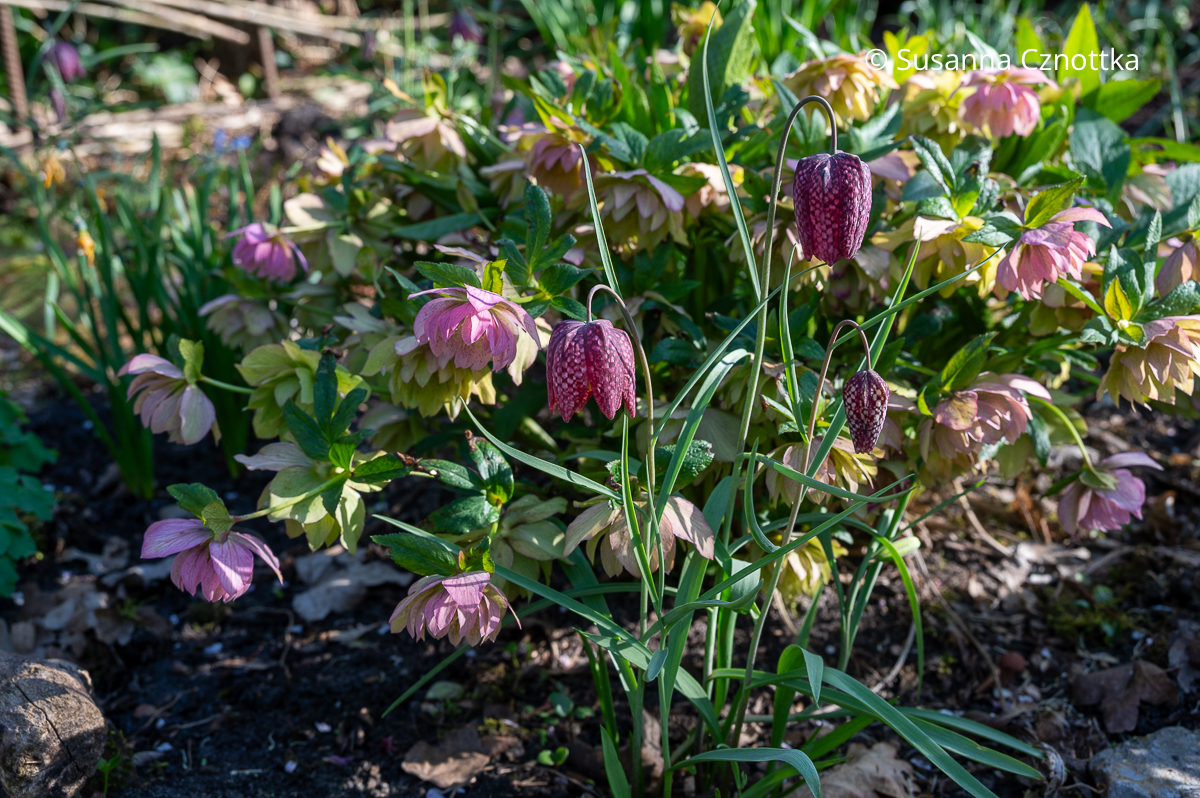 Schachbrettblumen (Fritillaria meleagris) vor rosa Lenzrosen (Helleborus x hybridus) Rosa gemusterte Schachbrettblumen (Fritillaria meleagris) vor rosa Lenzrosen (Helleborus x hybridus)