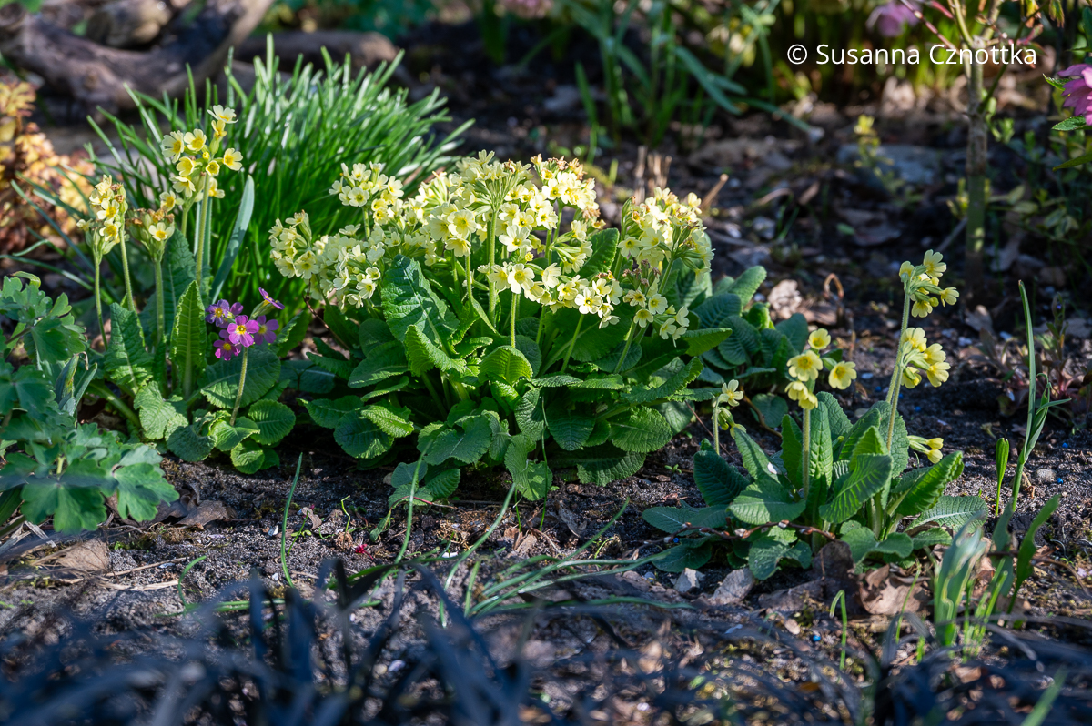 Zart gelbe Himmelsschlüsselchen (Primula vulgaris) Zart gelbe Himmelsschlüsselchen (Primula vulgaris)