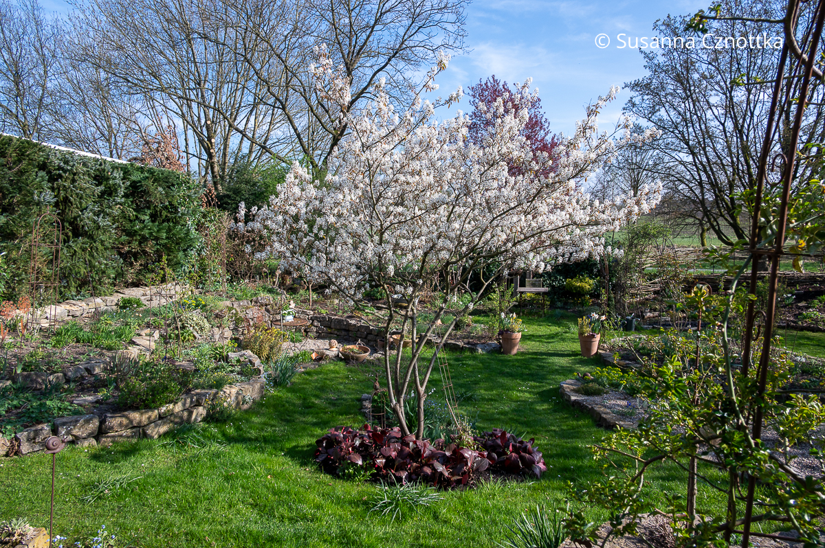 Eine blühende Kupfer-Felsenbirne (Amelanchier lamarckii) Eine weiß blühende Kupfer-Felsenbirne (Amelanchier lamarckii) mit Bergenien mit roten Blättern unterpflanzt