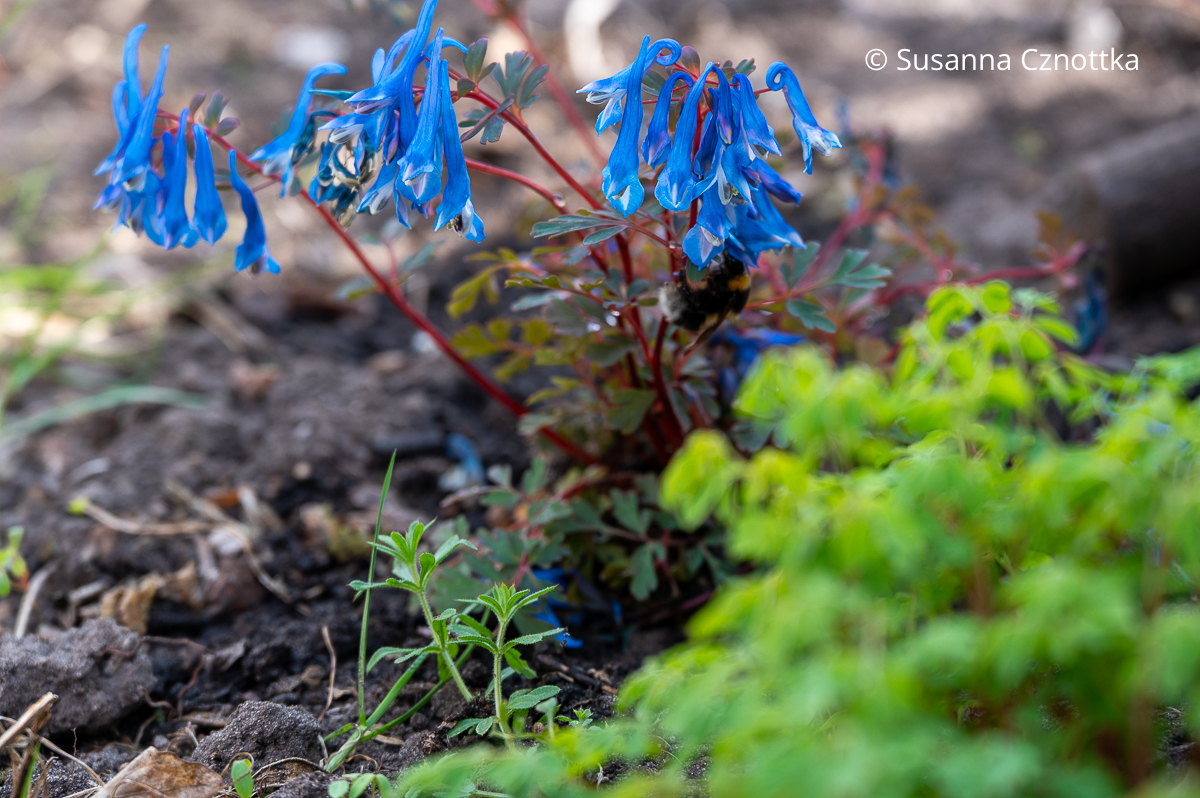 Blauer Lerchensporn (Corydalis flexuosa) mit roten Stielen