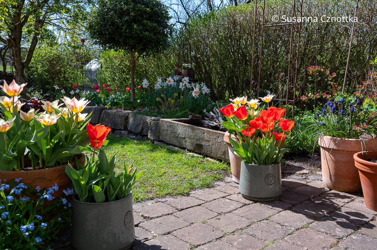 Narzissen im Beet und Tulpen in Töpfen Narzissen im Beet und gelbe und rote Tulpen in Töpfen