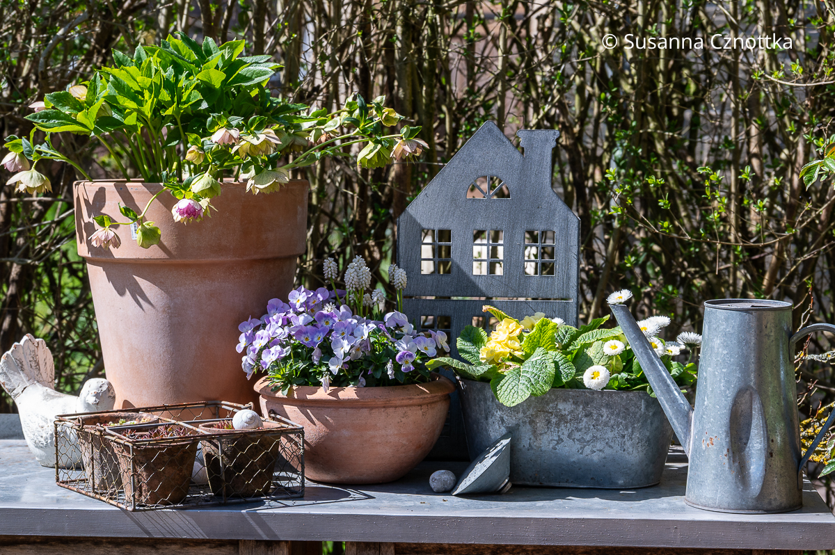 Frühlingsdeko auf dem Pflanztisch mit Lenzrose, Horn-Veilchen, Primeln und verzinkten Gegenständen