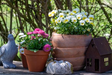 Frühlingsdekoration mit Horn-Veilchen (Viola cornuta) und Bellis
