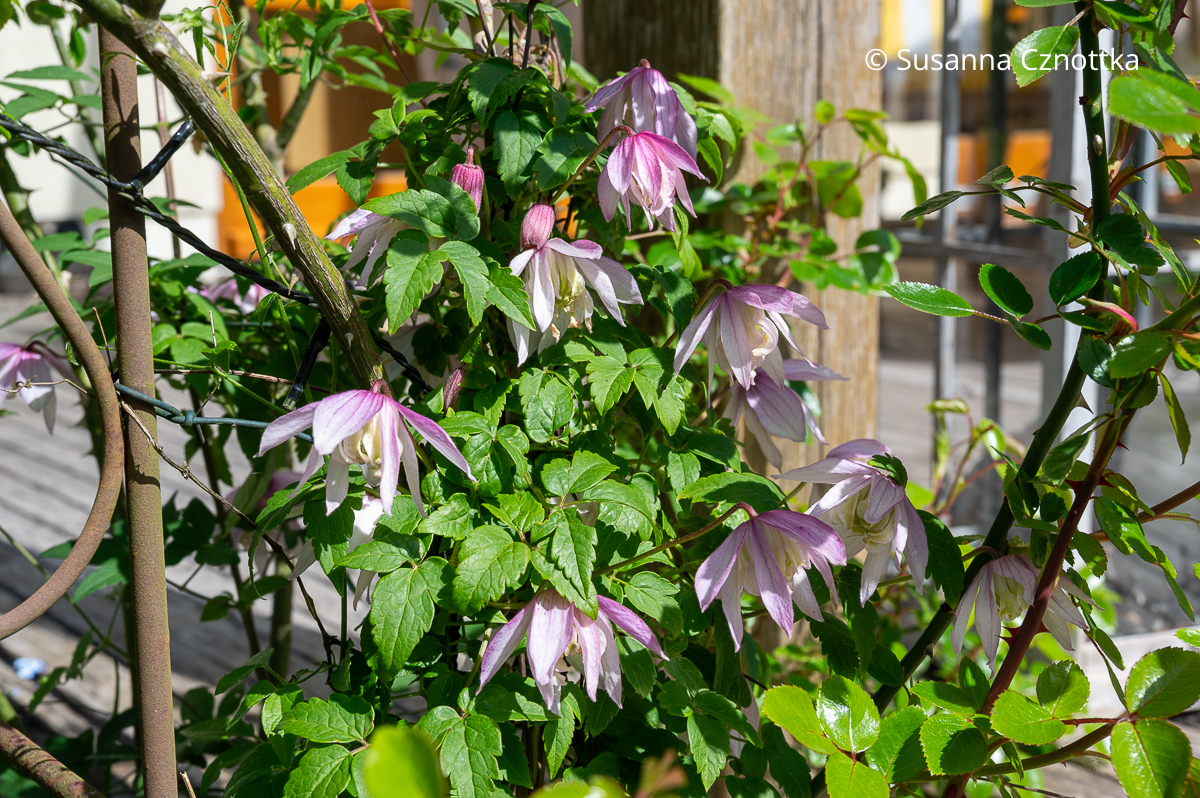 Rosa Klematis (Clematis alpina) 'Pink Flamingo' Rosa Klematis (Clematis alpina) 'Pink Flamingo'