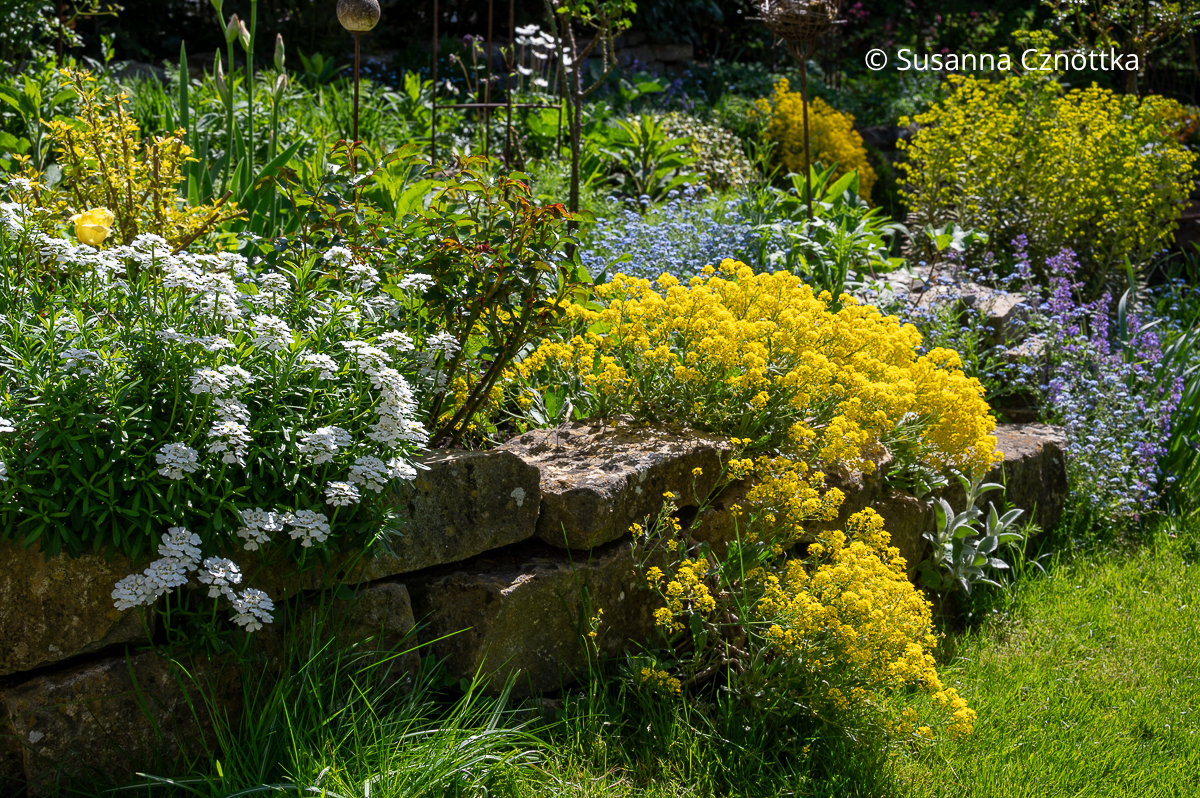 Polsterstauden für Frühlingsbeete: leuchtend gelbes Felsen-Steinkraut (Aurinia saxatilis) und weiße Schleifenblume (Iberis sempervirens) im Beet