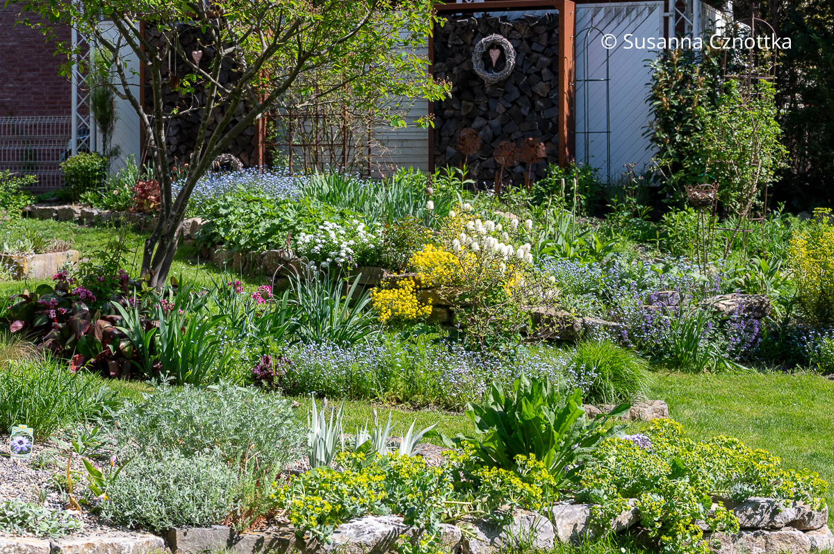 Frühlingsbeete gestalten: u.a. mit Felsen-Steinkraut (Aurinia saxatilis), Vergissmeinnicht und Walzen-Wolfsmilch (Euphorbia myrsinites)