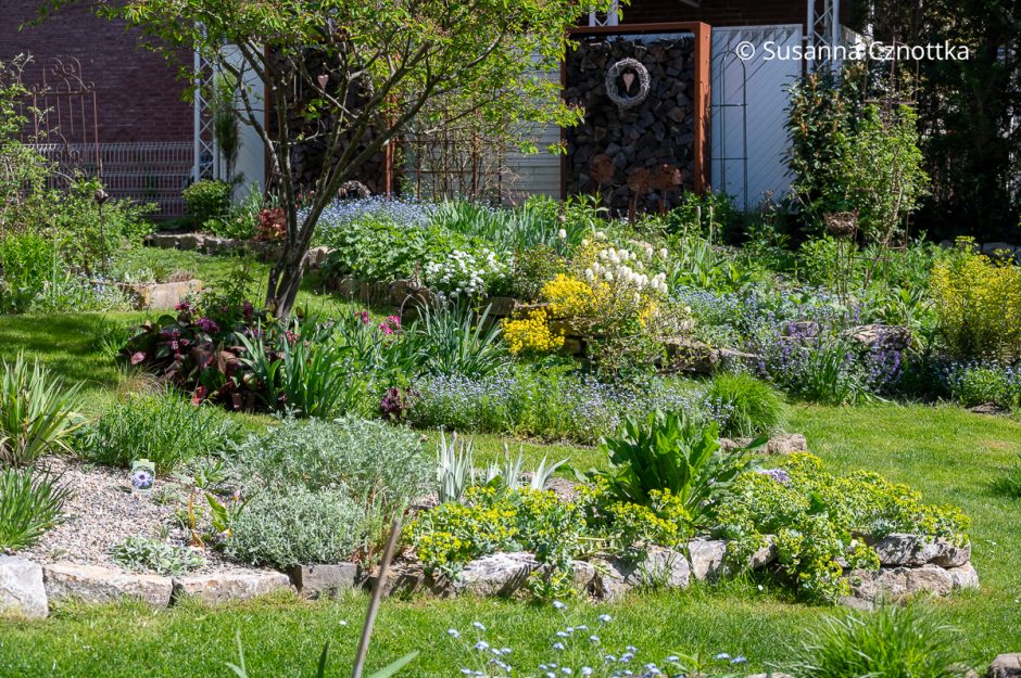 Frühlingsbeete gestalten: u.a. mit Felsen-Steinkraut (Aurinia saxatilis), Vergissmeinnicht und Walzen-Wolfsmilch (Euphorbia myrsinites)