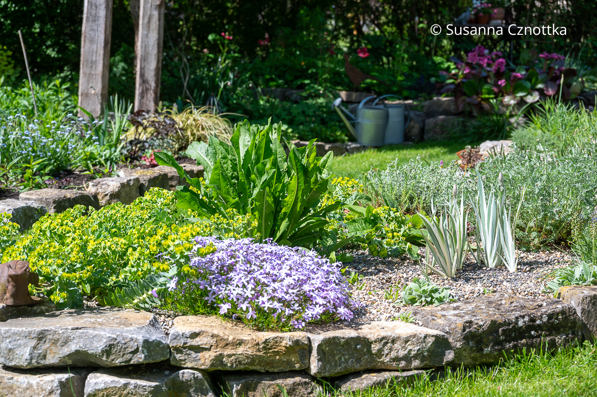 Polster-Phlox (Phlox subulata) 'Emerald Cushion Blue' neben Walzen-Wolfsmilch (Euphorbia myrsinites) und der Bleichen Schwertlilie (Iris pallida) 'Argentea Variegata'