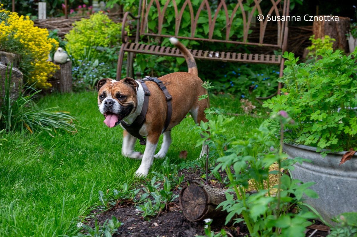 Eine Continental-Bulldog im Garten Eine Continental-Bulldog im Garten
