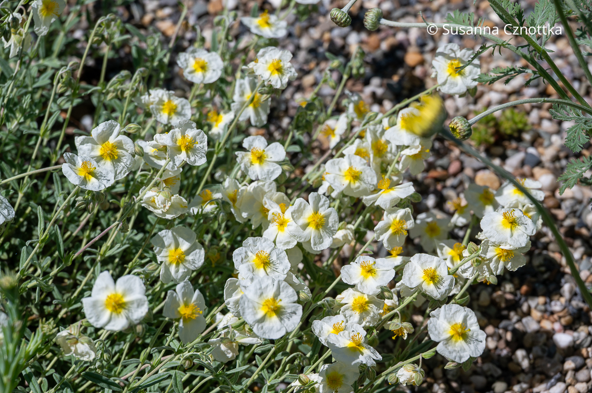 Halbstrauch für trockene, sonnige Plätze: Sonnenröschen (Helianthemum-Hybride) 'Elfenbeinglanz' Halbstrauch für trockene, sonnige Plätze: Sonnenröschen (Helianthemum-Hybride) 'Elfenbeinglanz' mit weißen Blüten mit gelber Mitte und grauen Blättern