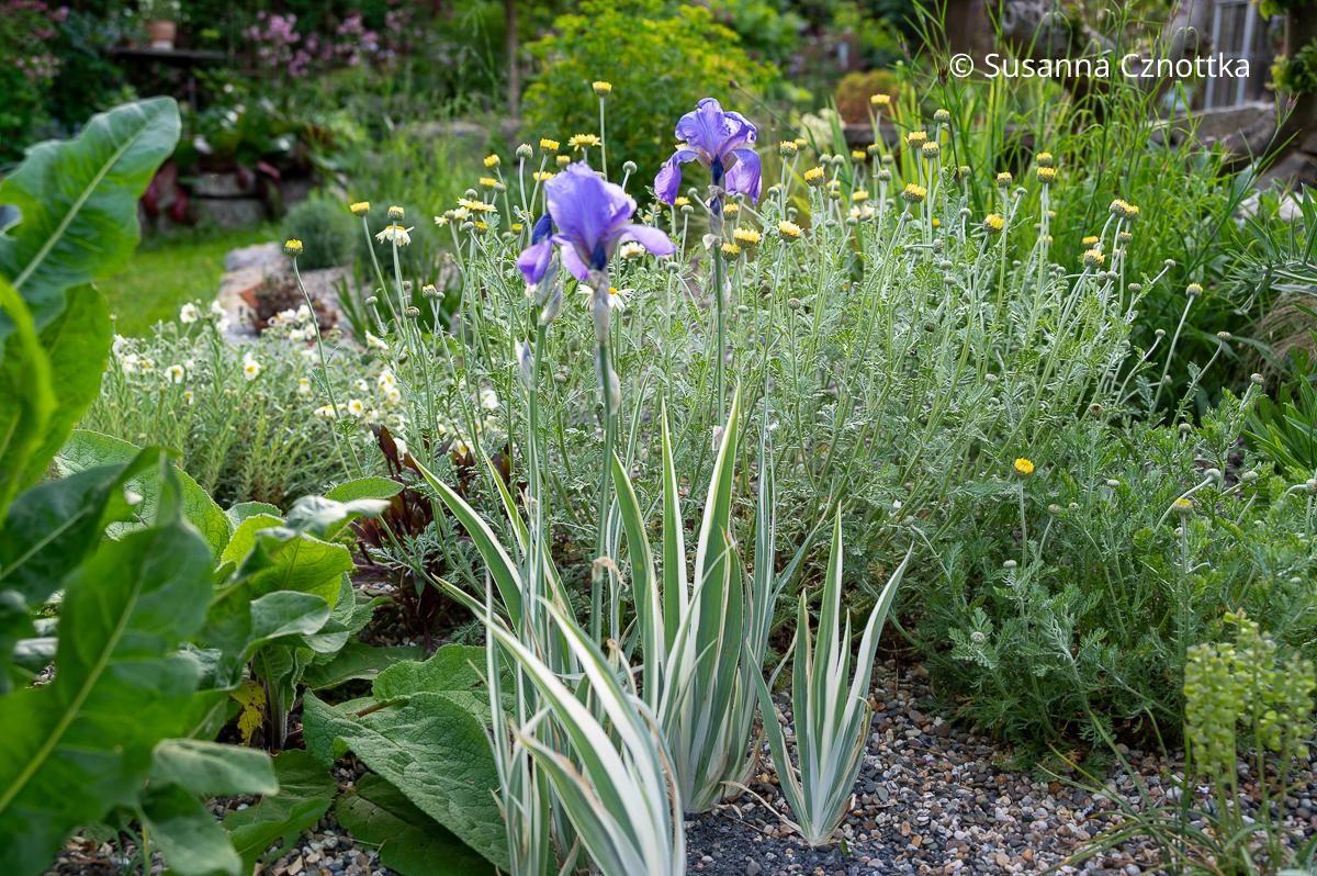 Bleiche Schwertlilie (Iris pallida) 'Variegata' Bleiche Schwertlilie (Iris pallida) 'Variegata'