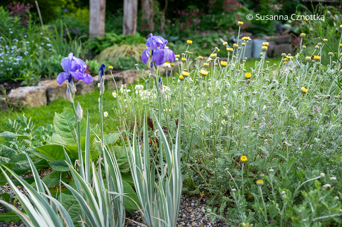 Bleiche Schwertlilie (Iris pallida) 'Argentea Variegata' mit Färberkamille (Cota tinctoria) 'Susanna Mitchell' Bleiche Schwertlilie (Iris pallida) 'Argentea Variegata' mit grau-weiß gestreiften Blättern und blau-violetten Blüten und Färberkamille (Cota tinctoria) 'Susanna Mitchell'