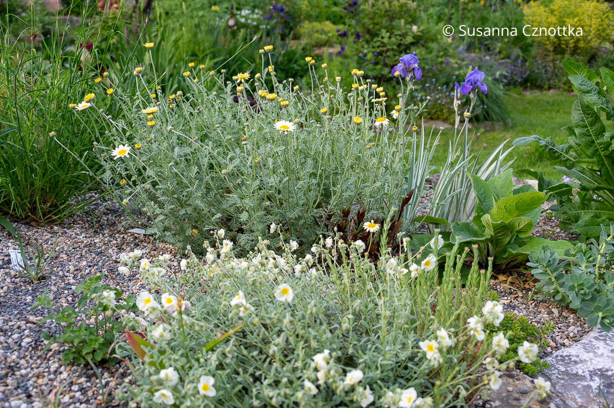 Färberkamille (Cota tinctoria) 'Susanna Mitchell' mit Bleicher Schwertlilie (Iris pallida) 'Argentea Variegata' und Sonnenröschen (Helianthemum) 'Elfenbeinglanz' Färberkamille (Cota tinctoria) 'Susanna Mitchell' mit Bleicher Schwertlilie (Iris pallida) 'Argentea Variegata' und Sonnenröschen (Helianthemum) 'Elfenbeinglanz'