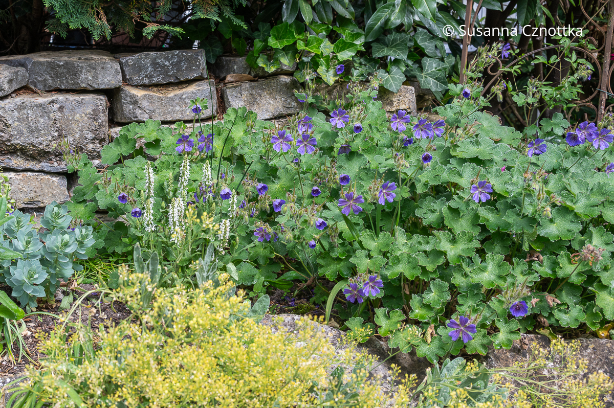 Trockenheitstolerante Blattschmuckstaude: Kaukasus-Storchschnabel (Geranium renardii) 'Philippe Vapelle' Kaukasus-Storchschnabel (Geranium renardii) 'Philippe Vapelle' mit graugrünen runzligen Blättern und blauvioletten Blüten