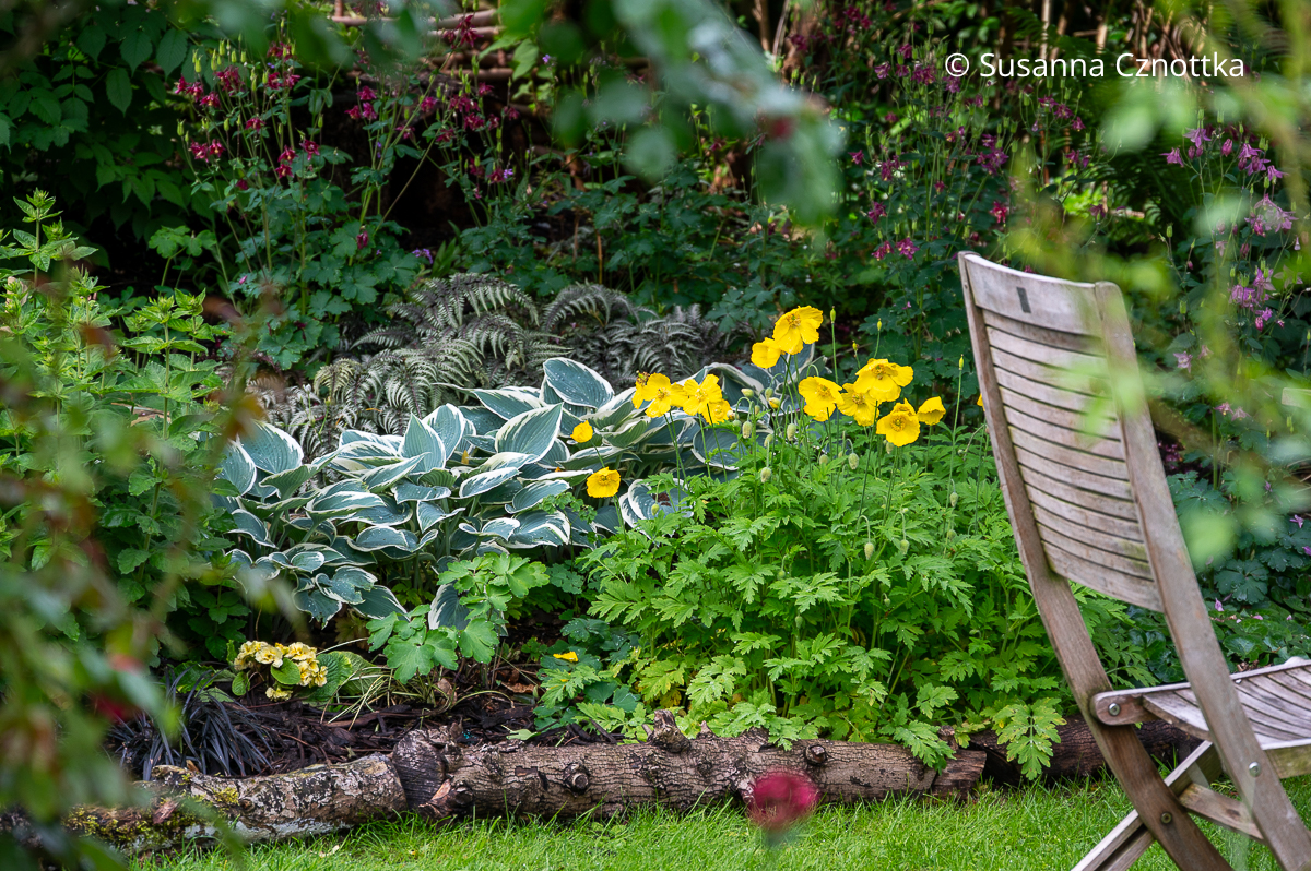Funkie 'El Nino', filigraner Regenbogen-Farn (Athyricum niponicum) 'Metallicum' und gelber Wald-Scheinmohn (Parameconopsis cambrica) Funkie 'El Nino' mit bläulichgrünen Blättern mit weißem Rand und der filigrane Regenbogen-Farn (Athyricum niponicum) 'Metallicum' und gelber Wald-Scheinmohn (Parameconopsis cambrica)