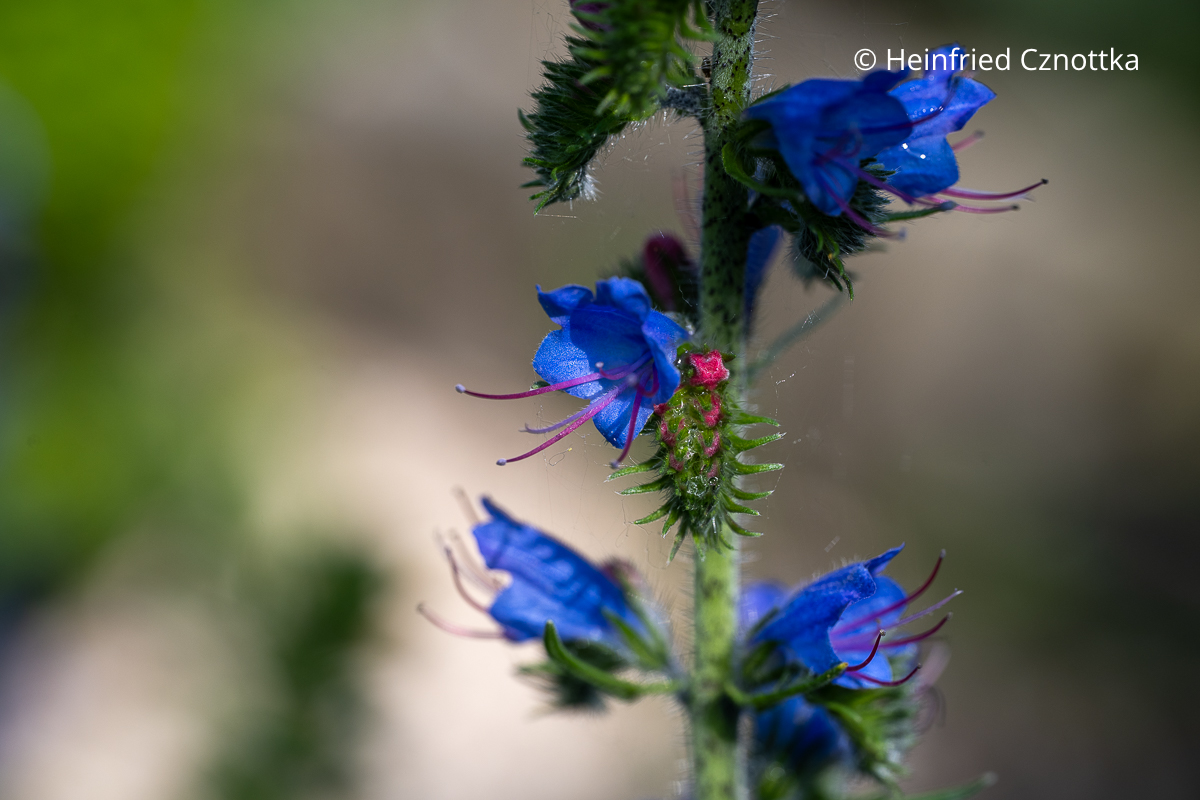 Detail eines Blütenstandes des Gewöhnlichen Natternkopfes (Echium vulgare) Detail eines Blütenstandes des Gewöhnlichen Natternkopfes (Echium vulgare) mit blauen Blüten und roten Staubfäden