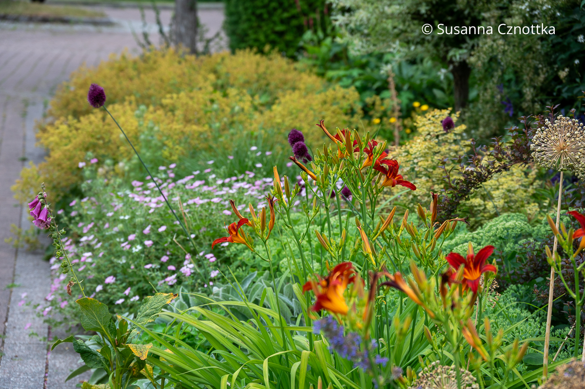 Kugellauch (Allium sphaerocephalon), Taglilie 'Crimson Pirate' mit dunkel rot-orangen Blüten und Storchschnabel 'Dreamland' im Hintergrund