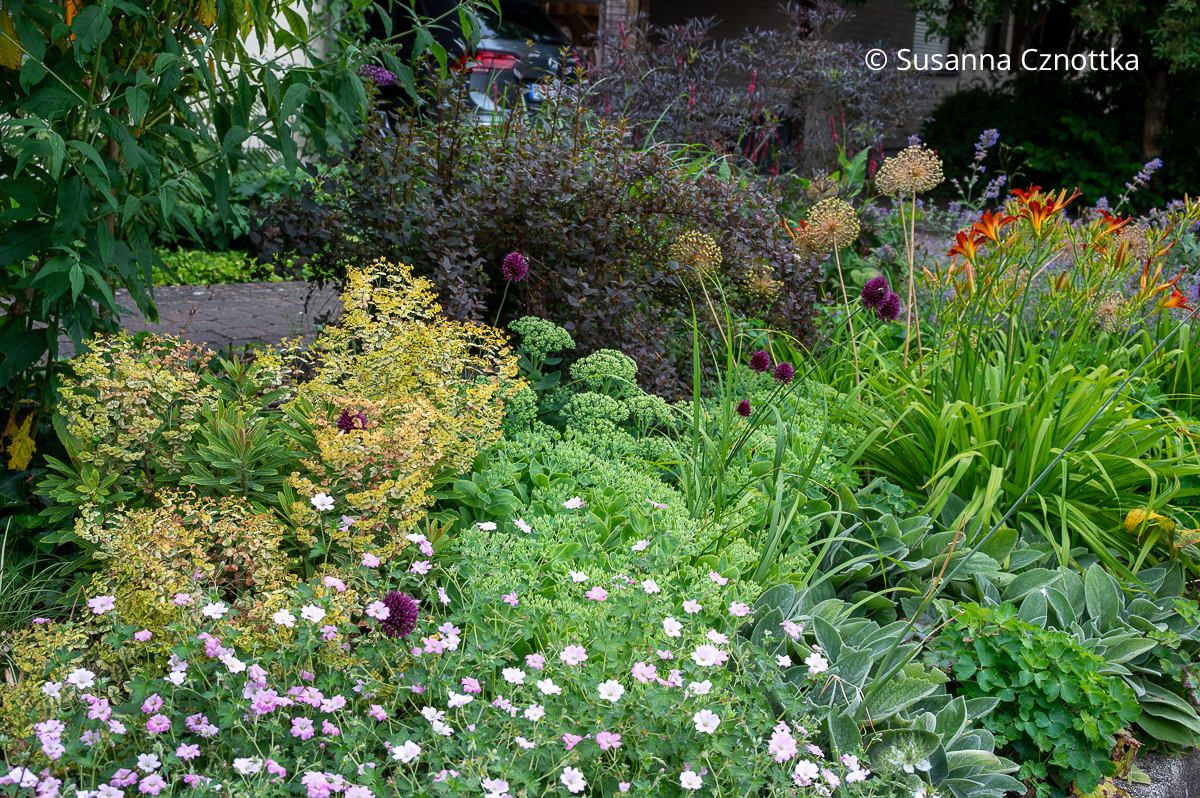 Pflanzen kombinieren: Storchschnabel 'Dreamland' mit rosa Blüten, Kugellauch (Allium sphaerocephalon), Taglilie 'Crimson Pirate' und Blasenspiere 'Little Joker' mit dunkelroten Blättern