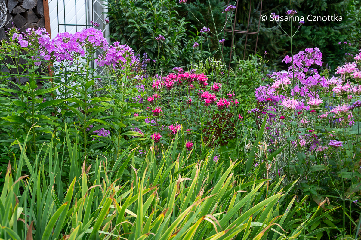 Pinker Sommer-Phlox und rosa Indianernessel im sonnigen Beet