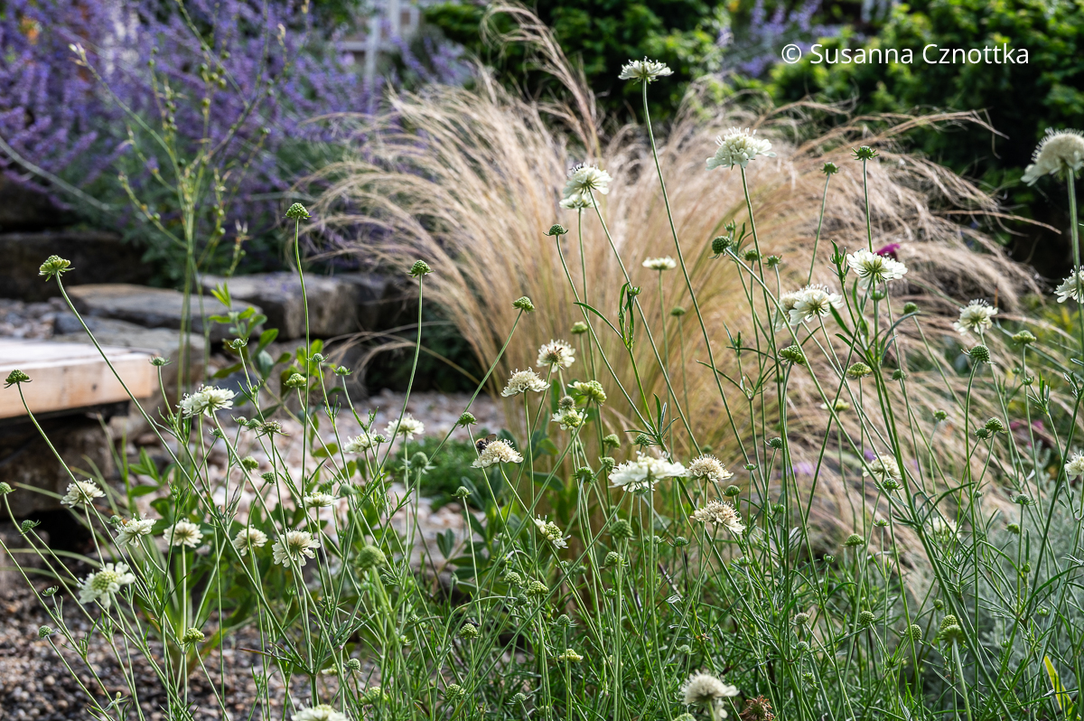 Heimische insektenfreundliche Pflanze: Gelbe Skabiose (Scabiosa ochroleuca) vor Zartem Federgras (Nassella tenuissima)