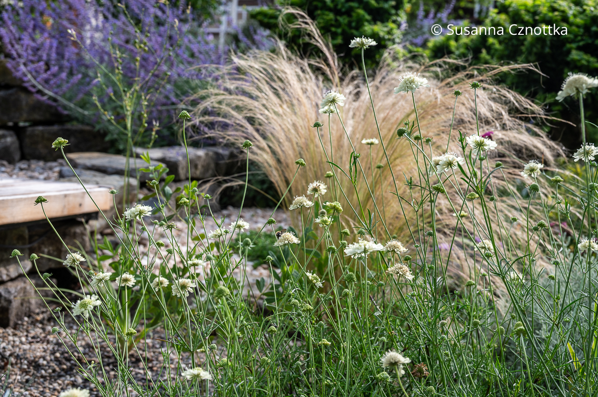 Für den Garten ohne Gießen: Gelbe Skabiose (Scabiosa ochroleuca) und Zartes Federgras (Nassella tenuissima) Gelbe Skabiose (Scabiosa ochroleuca) und Zartes Federgras (Nassella tenuissima)