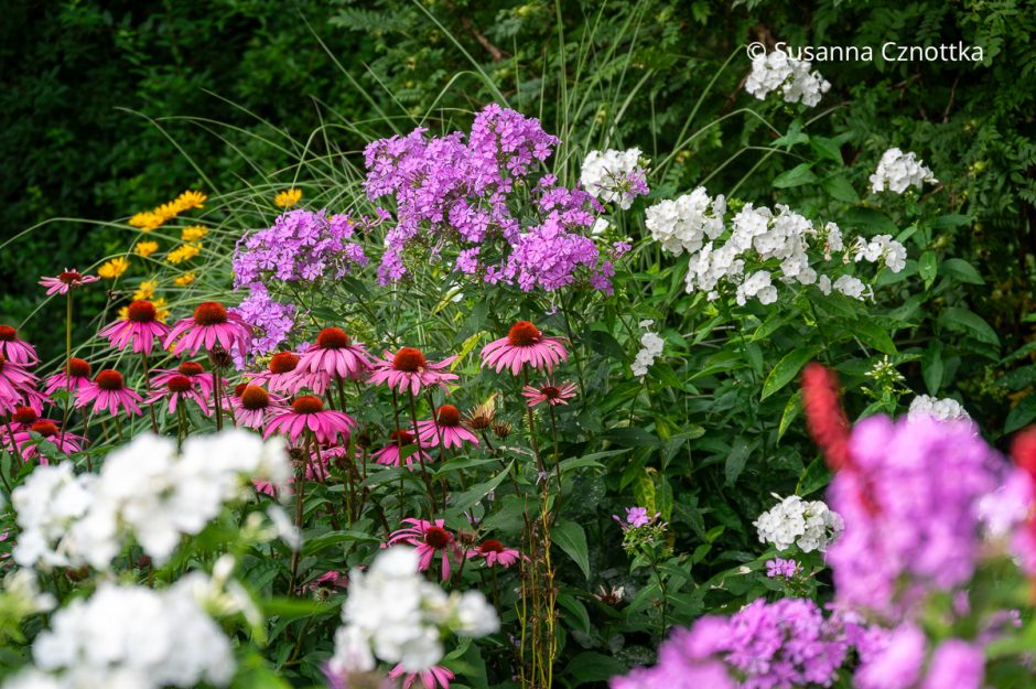 Sommer-Phlox kombinieren: Roter Scheinsonnenhut (Echinacea purpurea) und Hoher Sommer-Phlox (Phlox paniculata) in Weiß und Rosa