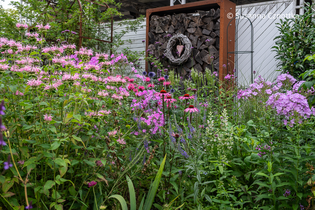 Staudenbeet in der Sonne mit Indianernessel, Phlox, Lanzen-Verbene und Muskateller Salbei (Salvia sclarea)