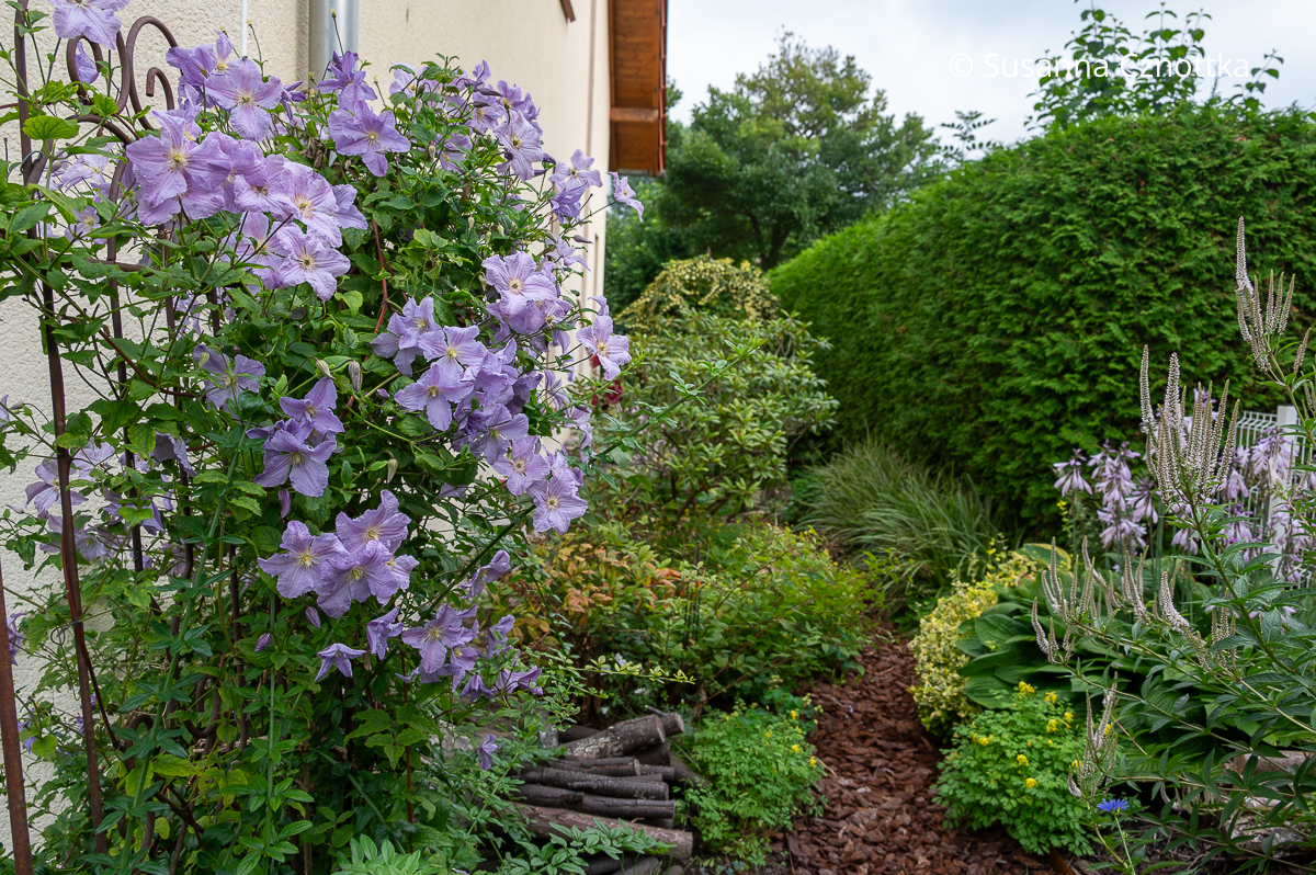 Hellblaue Klematis (Clematis viticella) 'Blue Angel' am Rankgerüst
